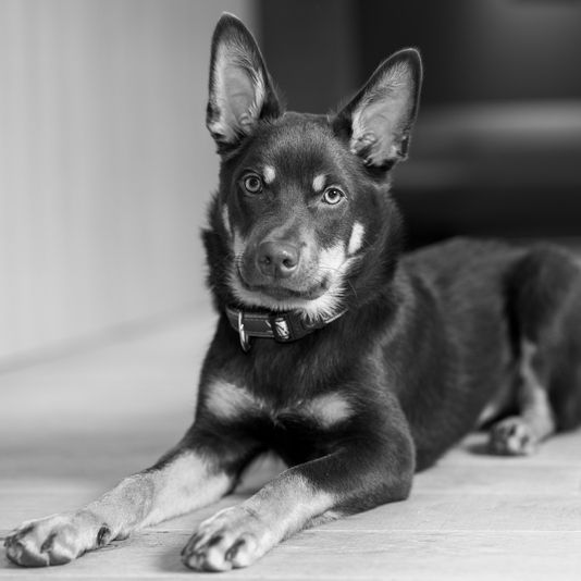 Alcor Buerohund Kelpie Alcor Buerohund Kelpie