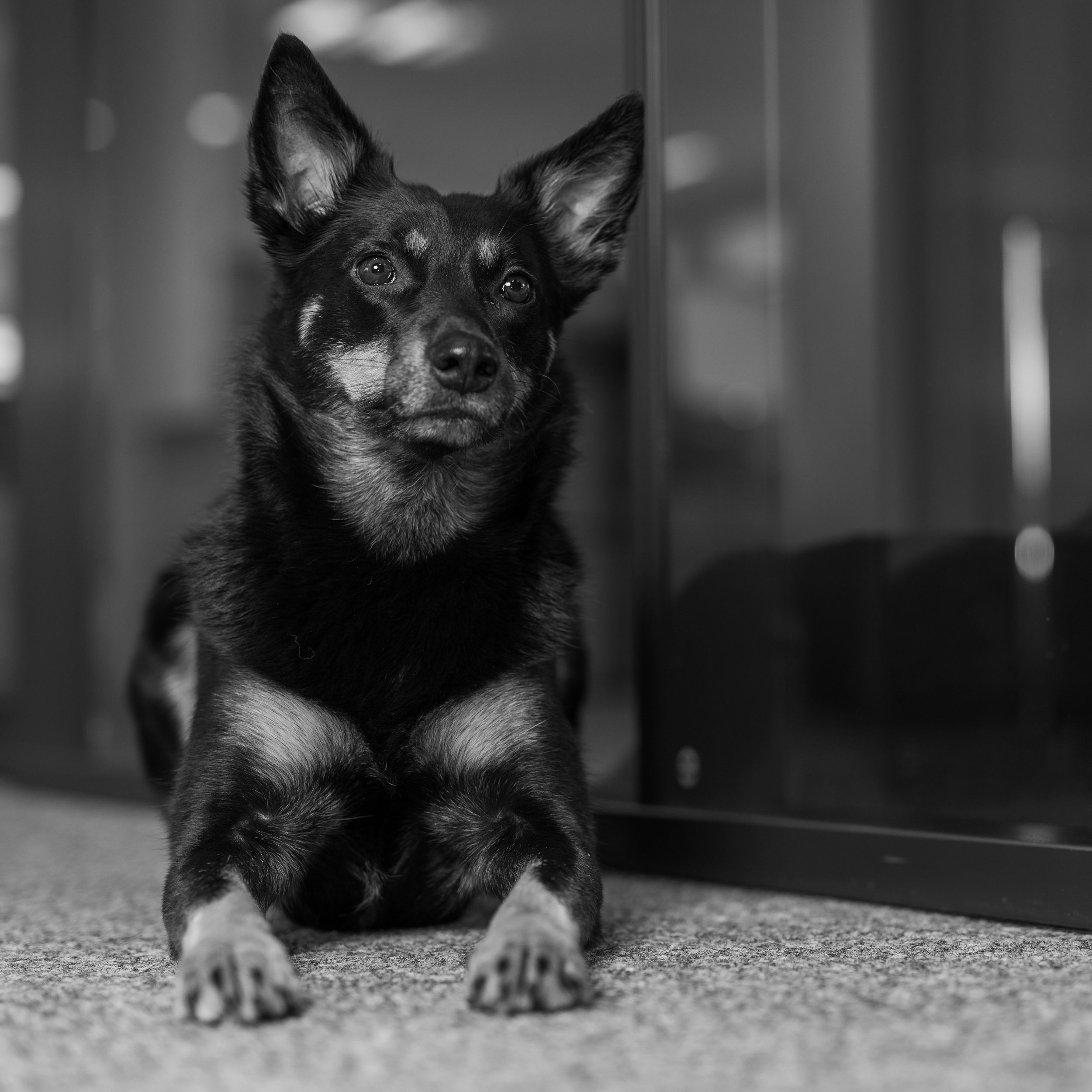 Lynn Buerohund Kelpie Lynn Buerohund Kelpie